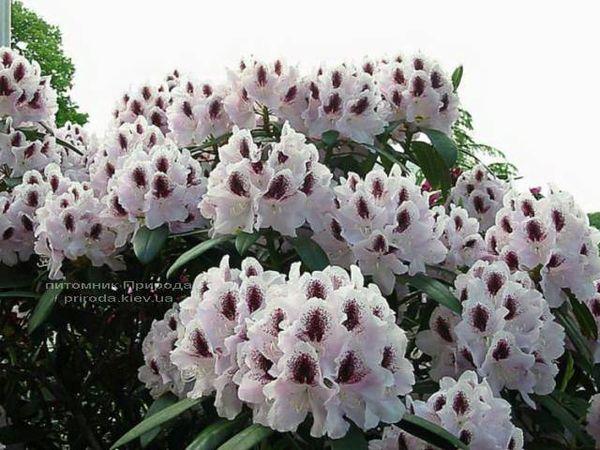 Rododendros Calsap