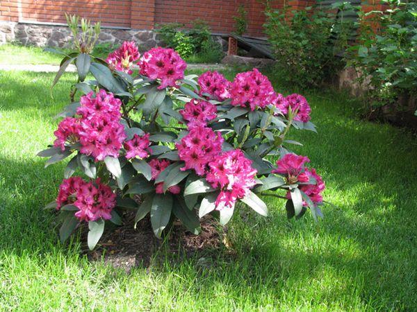 bush with flowers