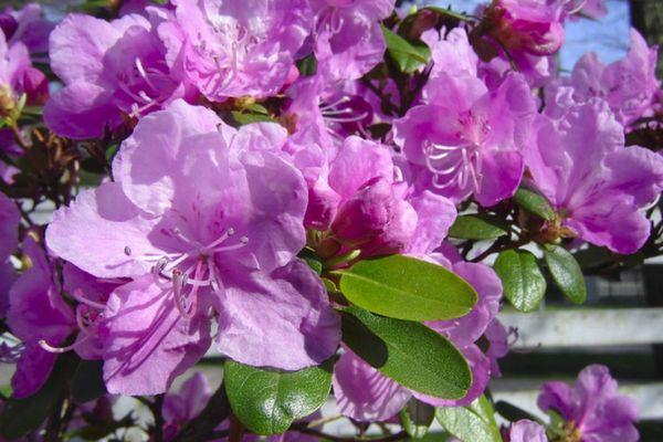 Ledebourg rhododendrons