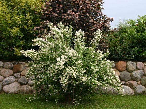 Rhododendron a kertben