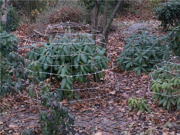 rhododendron yakushimanensis