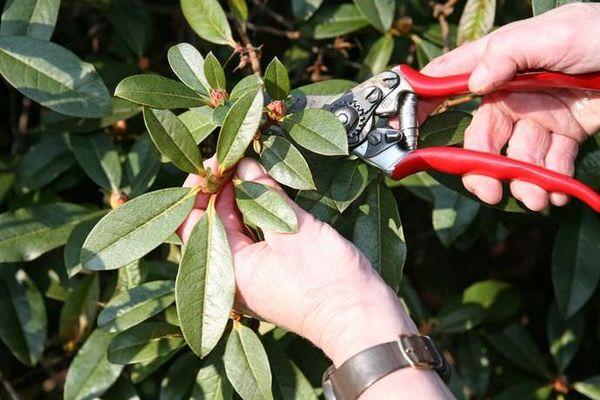 Rhododendron beskæring