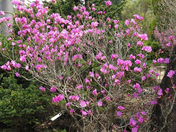 Amūras rododendrs