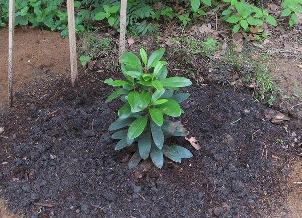 Izdanak rododendrona