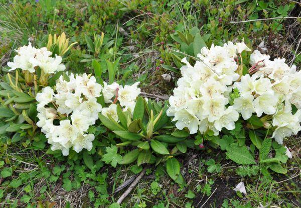 Rhododendron kavkazský