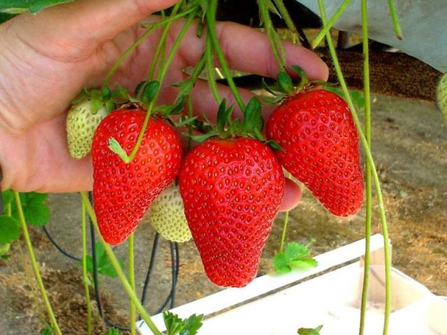 aardbeien spuiten