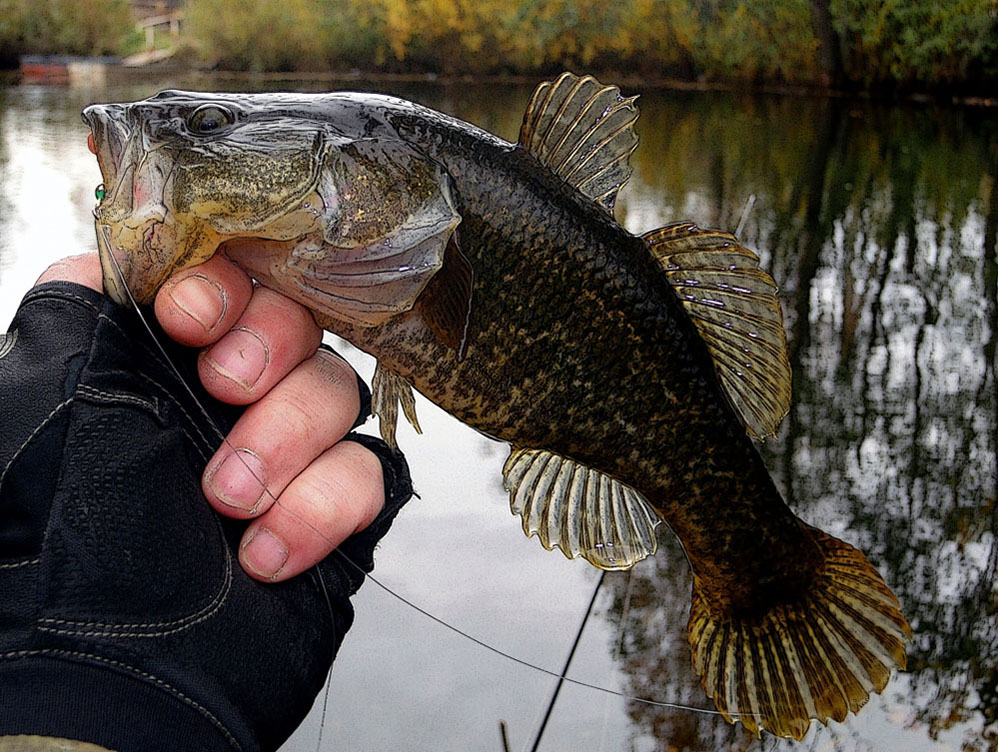 Lista de 48 especies de peces, sus nombres y características, descripciones y dónde viven