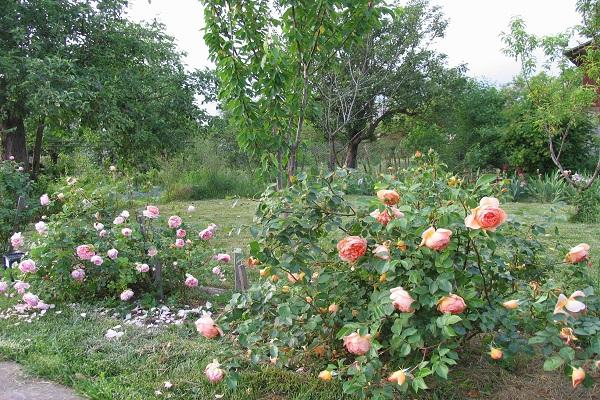 wächst im Garten 