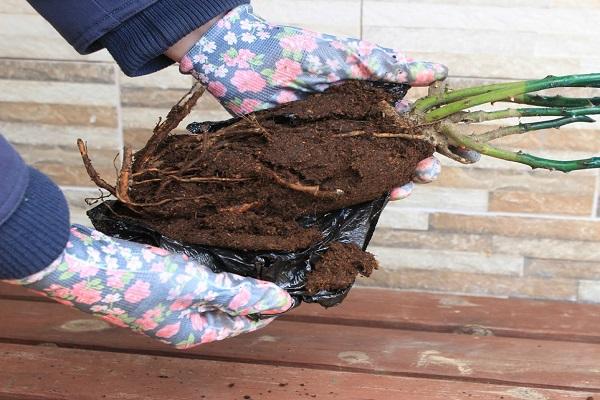 raízes para plantar 