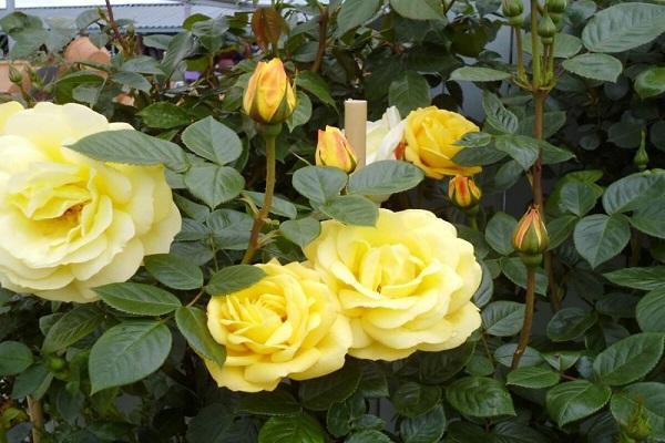 flowering in a flower bed 