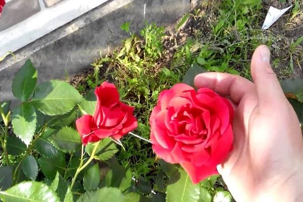 palaganapin ang mga rosas 