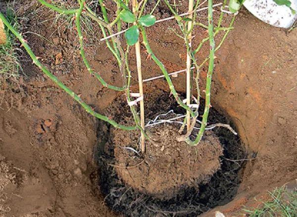 planting roses