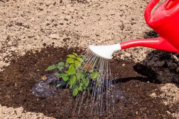 watering from a watering can 