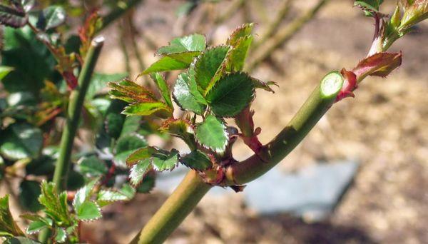 Poda de rosas