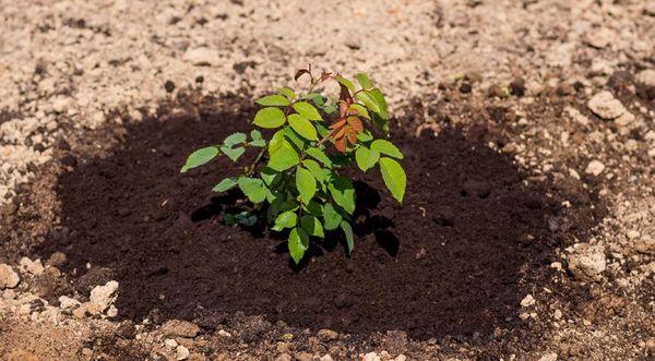 Aplicación de fertilizantes