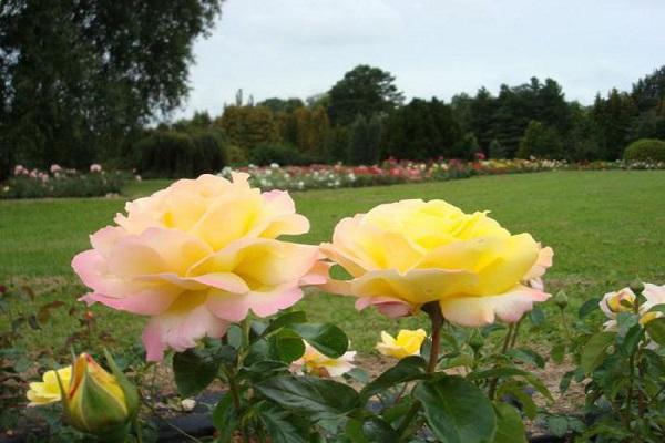 floração longa 