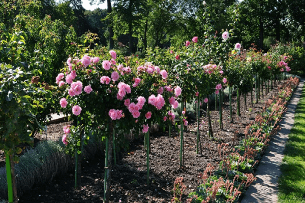 grand parterre de fleurs 