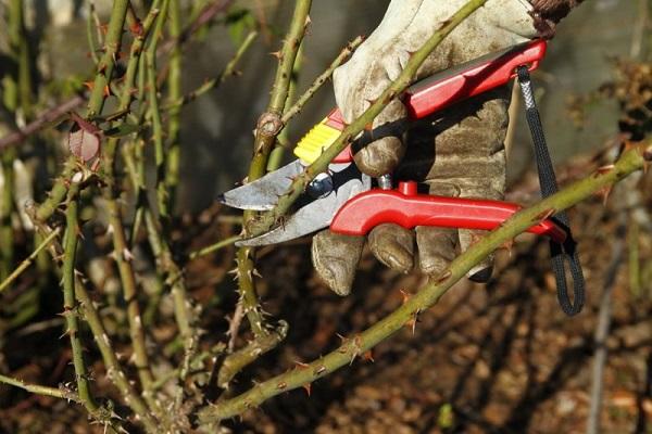 pruning branches 