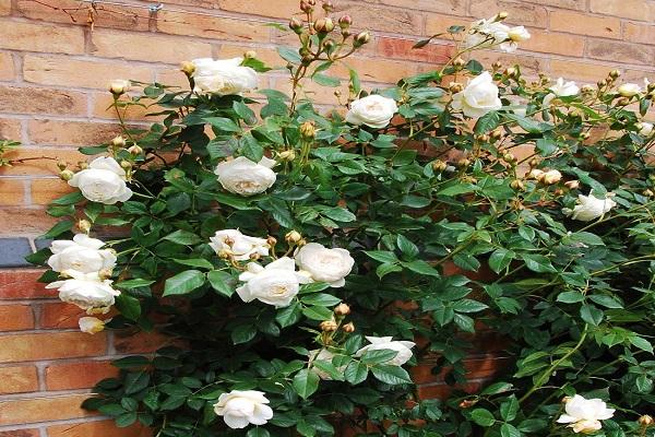 rosas de flores 