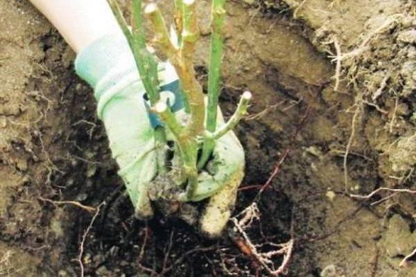 plantando uma planta 