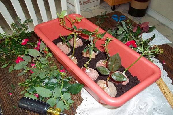 Beschrijving en kenmerken van variëteiten van Lydia-rozen, planten en verzorgen