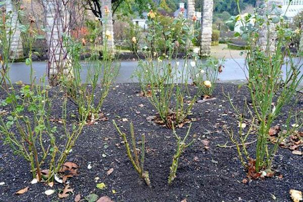 op het terrein geplant 