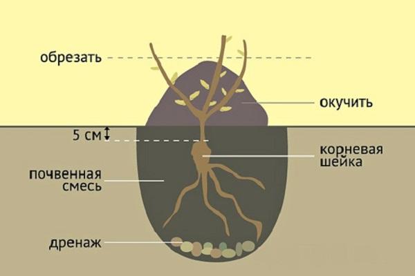 plantació segons l'esquema 