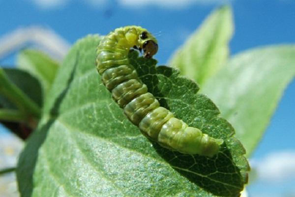 chenille sur le feuillage