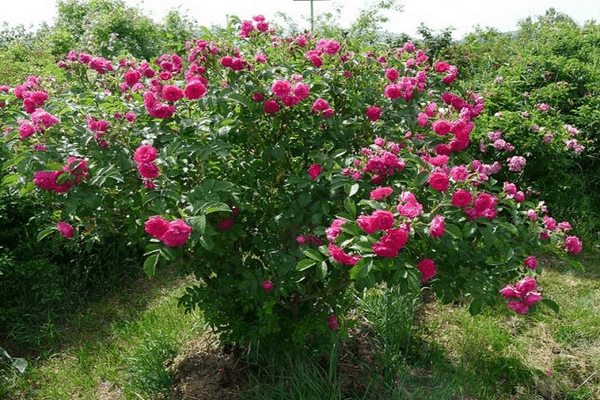 Rosebergen Grotendorst