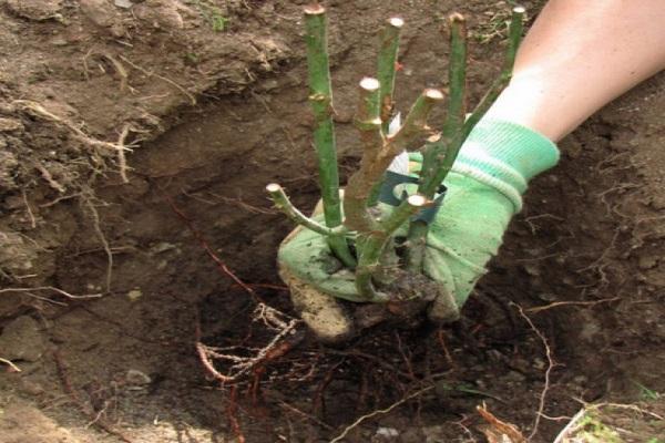 planting a flower 