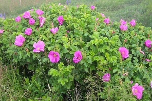 colored bushes 