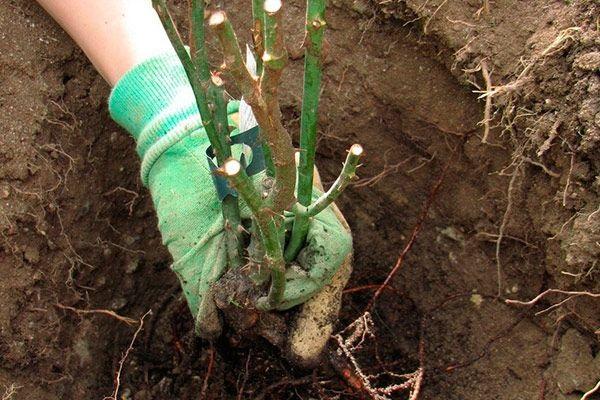 plant in the ground 