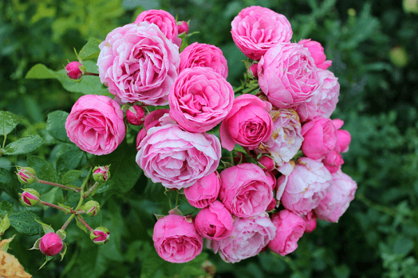 rosas Pomponella