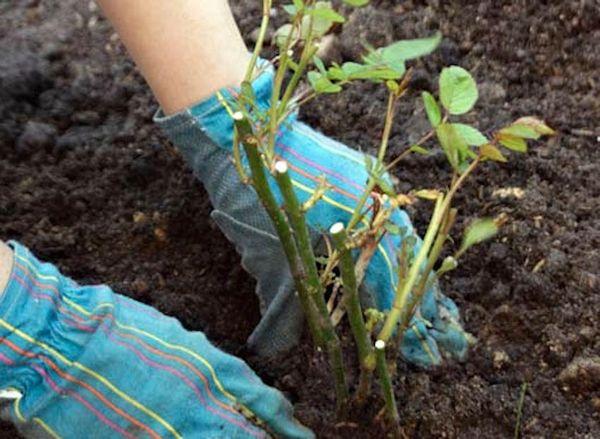 struiken planten 