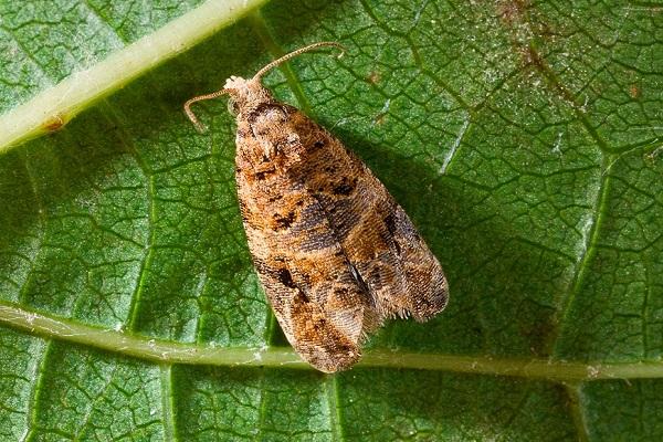 papillon enrouleur de feuilles 