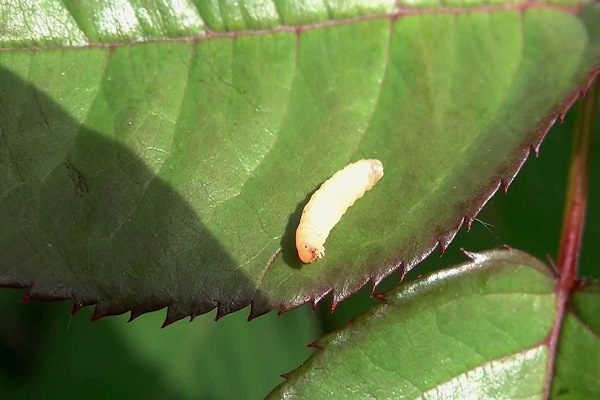 rose sawfly