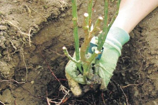 plantando um arbusto 