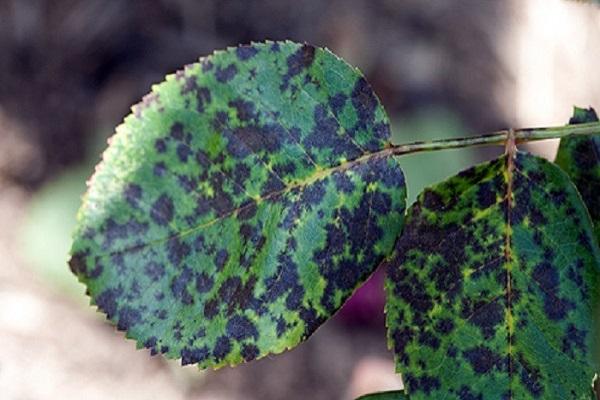 mancha negra