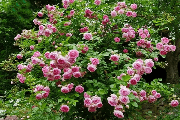 roze Jasmīns