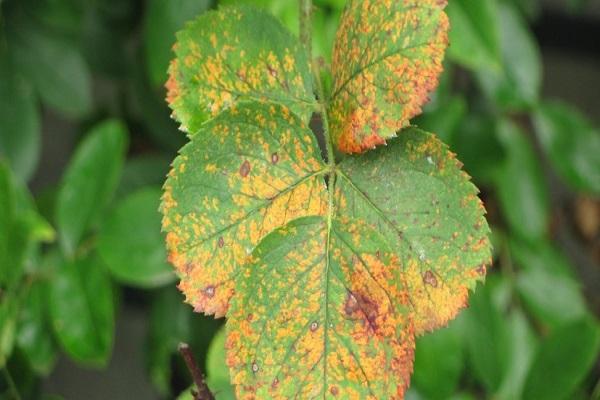 rust on leaves 