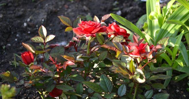 Cordana rosa