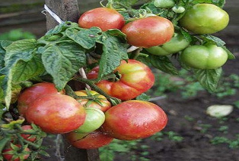 везани парадајз 