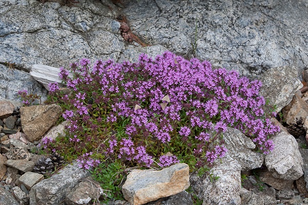 cultivar alecrim