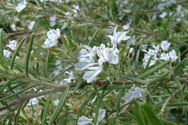 chùm hoa màu trắng