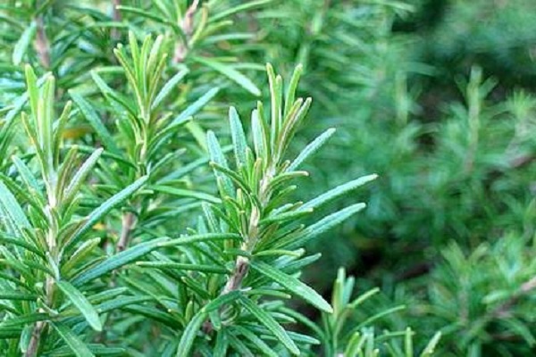 Baixas temperaturas