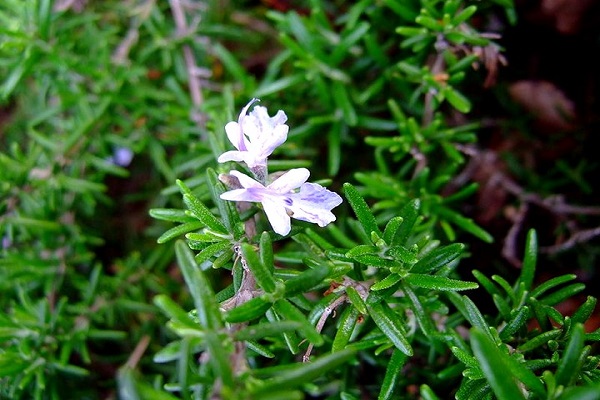 plantes perennes de romaní