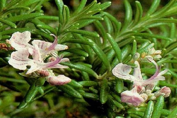 característiques de la planta