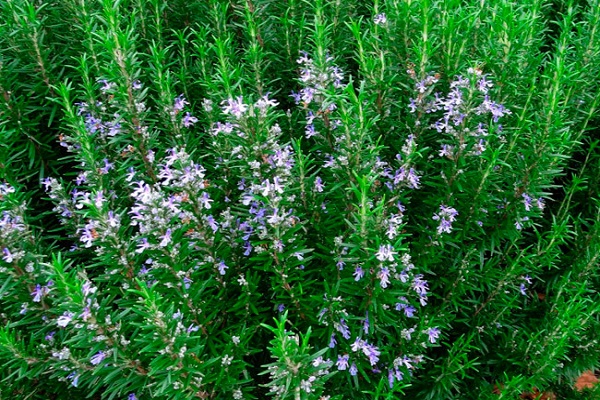 small flowers