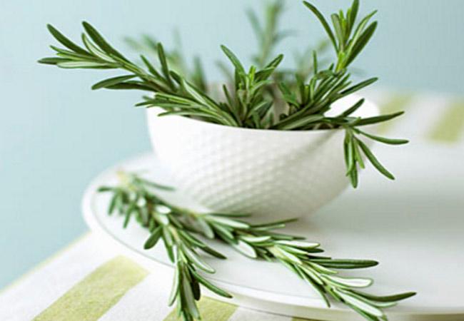 rosemary benefits and harm