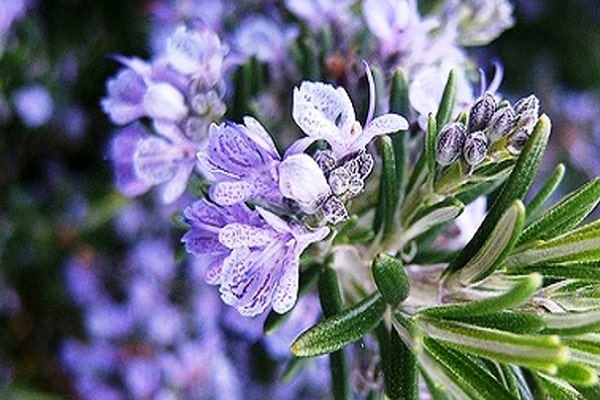 ursprungliga blommor